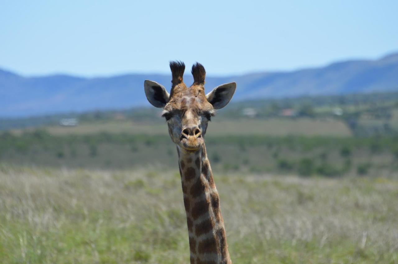 The Ranch House At African Safari Lodge Grahamstown Esterno foto