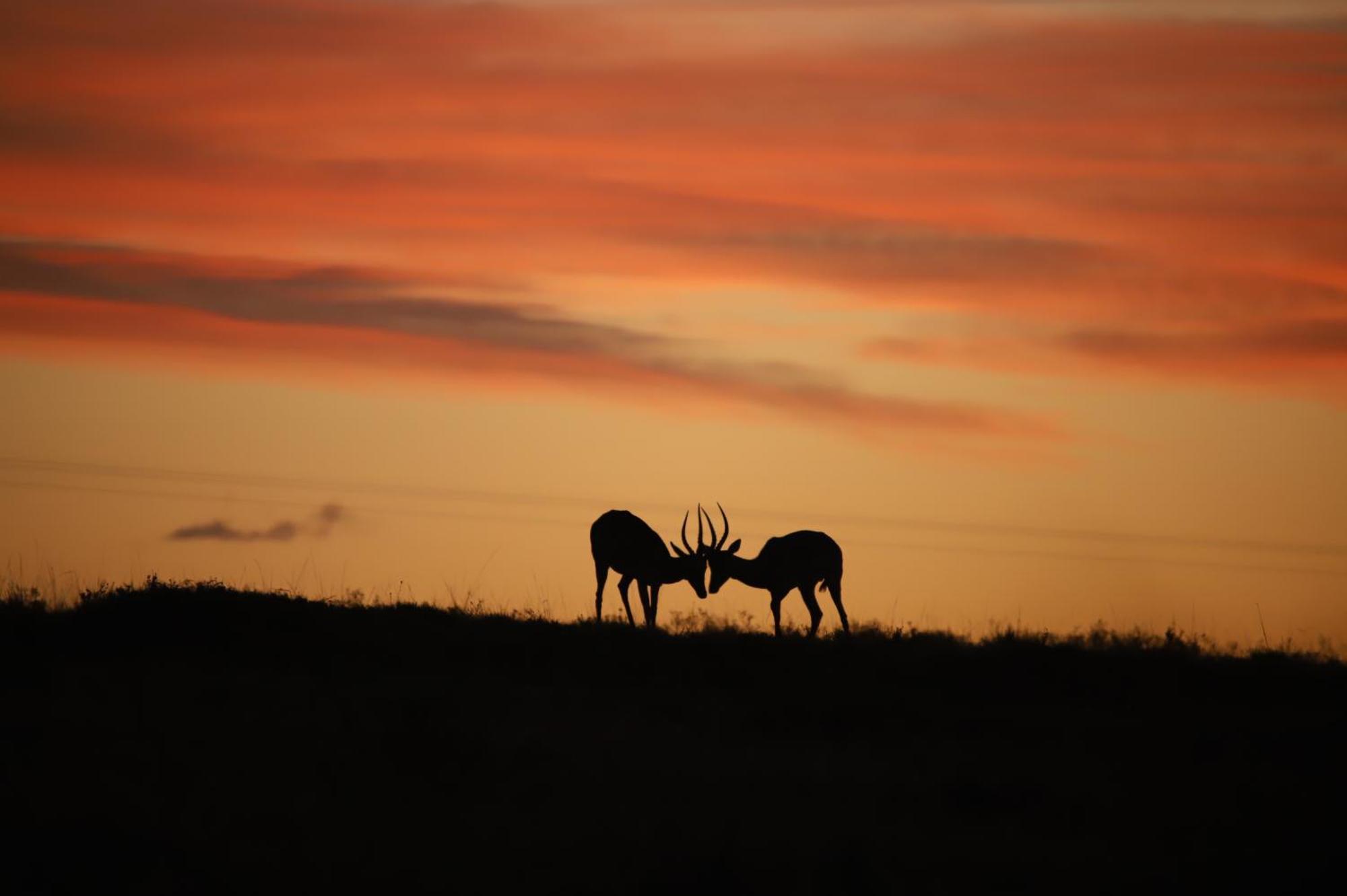 The Ranch House At African Safari Lodge Grahamstown Esterno foto