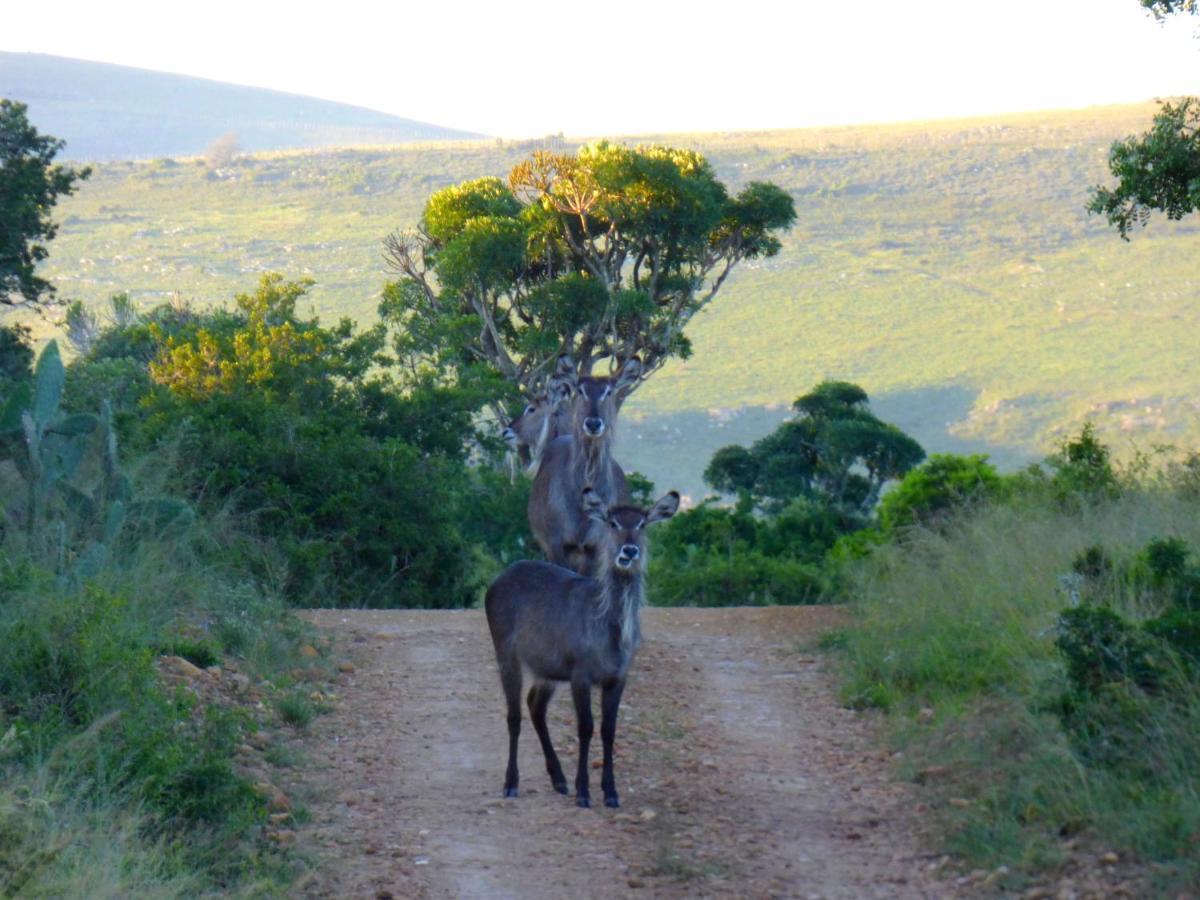 The Ranch House At African Safari Lodge Grahamstown Esterno foto