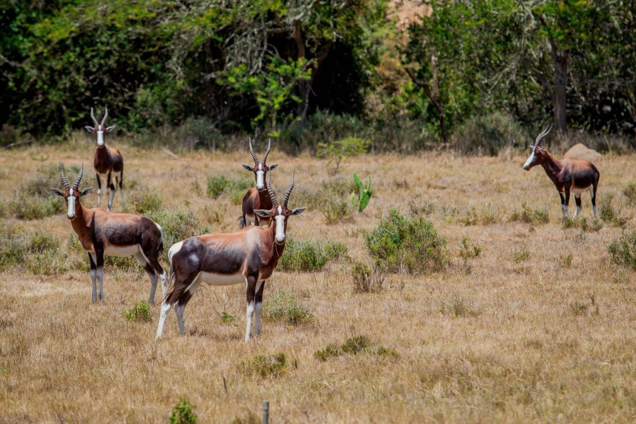 The Ranch House At African Safari Lodge Grahamstown Esterno foto